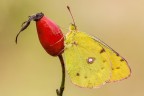 Colias Colias