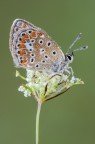 Licenide