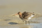 Pittima reale (Limosa limosa) Pittima reale (Limosa limosa)