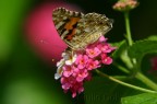 Vanessa cardui Vanessa cardui