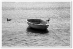 Gabbiani e barche 1