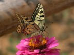 Papilio machaon Papilio machaon