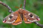 Saturnia (Eudia) pavoniella (Scopoli, 1763) (Lepidoptera - Saturniidae)

Canon EOS 7D + Sigma 180mm f/3.5 EX DG HSM Macro

Suggerimenti e critiche sempre ben accetti
[url=http://www.rossidaniele.com/HR/_MG12632copia-mdc-1500.jpg]Versione HR[/url]