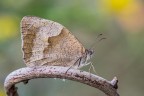 Sono indeciso sulla determinazione: Maniola jurtina o Coenonympha pamphilus?
Che ne pensate?

Critiche e commenti sono graditi
[url=http://postimg.org/image/sc1j4pt71/full/]H.R.[/url]