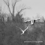 Uccelli, come una danza Uccelli, come una danza