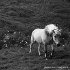 Cavallo al pascolo Cavallo al pascolo
