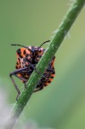 Pyrrhocoris apterus Pyrrhocoris apterus