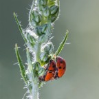 Coccinelle Coccinelle