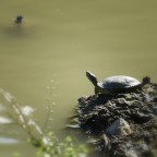 Aspettami... Aspettami...