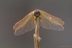 Libellula Libellula