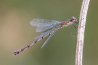 Fotografare di sera una damigella cos bella come questa femmina di Chalcolestes viridis non  il modo migliore per esaltarne i bellissimi colori e per ottenere uno sfondo degno (l era, e l l'ho lasciata), ma insomma... almeno mi alleno nella post produzione.

Critiche e commenti sono graditi
[url=http://postimg.org/image/hryce1dzx/full/]H.R.[/url]