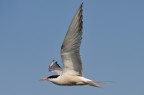 Sterna comune Sterna comune