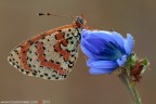 Melitaea didyma (Esper, 1779) (Lepidoptera - Nymphalidae)

Canon EOS 7D + Sigma 180mm f/3.5 EX DG HSM Macro

Suggerimenti e critiche sempre ben accetti
[http://www.rossidaniele.com/HR/_MG14125copia-mdc-1500.jpg]Versione HR[/url]