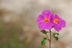 Cisto di Creta (particolarissimo fiore che sembra di cartapesta presente alle zone di mare)