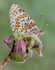 Melitaea didyma... Melitaea didyma...