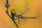 La cosa pi curiosa di questa femmina di Sympetrum Fonscolombii  che l'ho trovata proprio l, su un fiore, dove ha trascorso la notte.
Lo sfondo soleggiato mi ha creato non pochi problemi di illuminazione... :(
Critiche e commenti sono graditi
[url=http://postimg.org/image/vujmtd83v/full/]H.R.[/url]