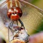 *** Quattrocchi *** *** Quattrocchi ***