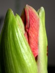 Amaryllis Amaryllis