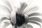 Non faccio foto di fiori