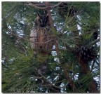 Gufo Comune Gufo Comune