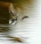 panning-mosso 1/30sec; 300mm; Iso100; f8.