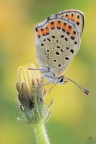 Lycaena tityrus... Lycaena tityrus...