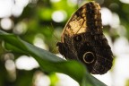 farfalla in controluce
