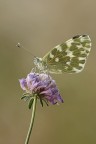 Pontia edusa Pontia edusa