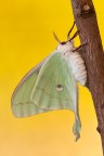 Actias luna Actias luna