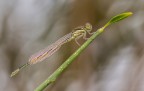 E' grazie all'aiuto di un esperto che ho potuto identificare questo maschio "neosfarfallato" di Coenagrion scitulum: solo dopo qualche tempo assumer la normale colorazione nera e azzurra... 

Critiche e commenti sono graditi
[url=http://postimg.org/image/gemt764d5/full/]H.R.[/url]