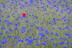 sony a77II; tamron 70-200; f4; iso 200; 1/500sec, mano libera
foto fatta a castelluccio di norcia a luglio