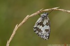 Melanargia galathea (Linnaeus, 1758)  (Lepidoptera  Nymphalidae  Satyrinae)

Canon EOS 7D + Sigma 180mm f/3.5 EX DG HSM Macro

Suggerimenti e critiche sempre ben accetti
[url=http://www.rossidaniele.com/HR/_MG_8398copia-mdc-1500.jpg]Versione HR[/url]