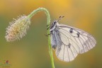 Parnassius (Driopa) mnemosyne (Linnaeus, 1758).....non  l'Apollo ma  cmq un soggetto molto bello :)