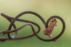 La wisteria, pi nota come glicine,  una pianta proveniente dall'estremo oriente, i cui rami si attorcigliano in modo vigoroso e prepotente, formando intrecci anche gradevoli, come questo sul quale ha deciso di sostare una Triodia sylvina.
Viste le foto sul podio, posso ritenermi soddisfatto di essere arrivato nei primi dieci del contest free4u.
Critiche e commenti sono graditi
[url=http://postimg.org/image/l39ogk3wx/full/]H.R.[/url]