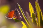 La pamphilus La pamphilus