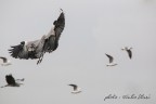 Frenata in volo