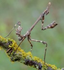 Empusa pennata... Empusa pennata...
