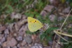 Colias phicomone Colias phicomone