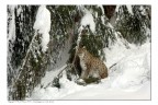 Lince delle nevi Lince delle nevi