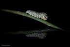 GreenCaterpillar GreenCaterpillar