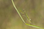 Mantide religliosa Mantide religliosa
