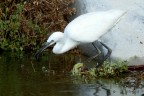 Garzetta am,
Oasi naturalistica ''Molentargius''