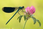 Calopteryx splendes (Harris, 1782) (Odonata  Calopterygidae)

Canon EOS 7D + Sigma 180mm f/3.5 EX DG HSM Macro

Suggerimenti e critiche sempre ben accetti
[url=http://www.rossidaniele.com/HR/_MG_8273copia-mdc-1500.jpg]Versione HR[/url]