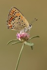 Lycaena Tityrus Lycaena Tityrus
