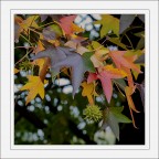 Note d'autunno Note d'autunno