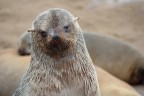 Cape Cross - Otaria Cape Cross - Otaria