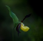 scarpetta di venere scarpetta di venere