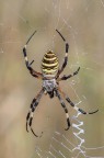 Argiope Argiope
