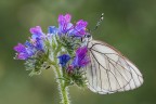 Aporia Aporia