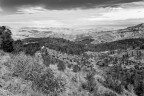 La vita degli alberi